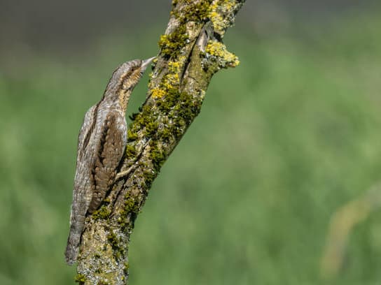 Bild eines Vogels an einem Zweig