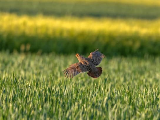 Bild eines Vogels im Flug über ein Feld.