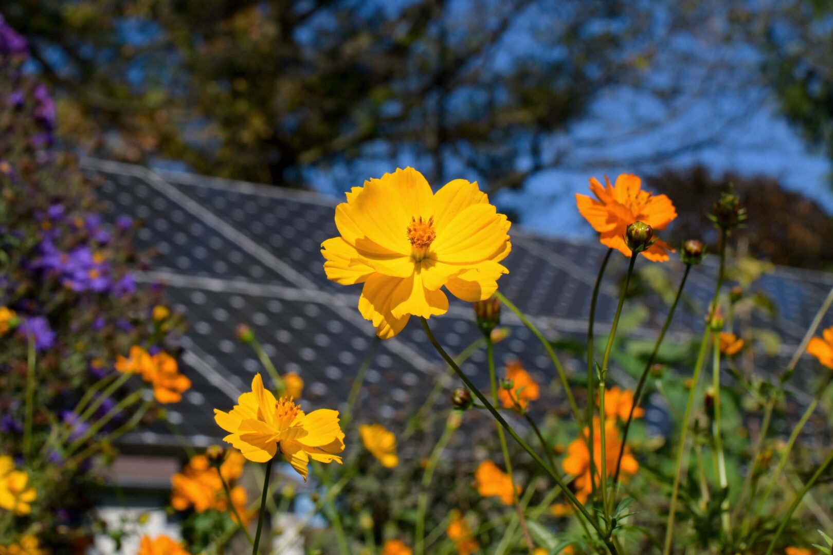 Bild einer Blumenwiese vor einer Solaranlage