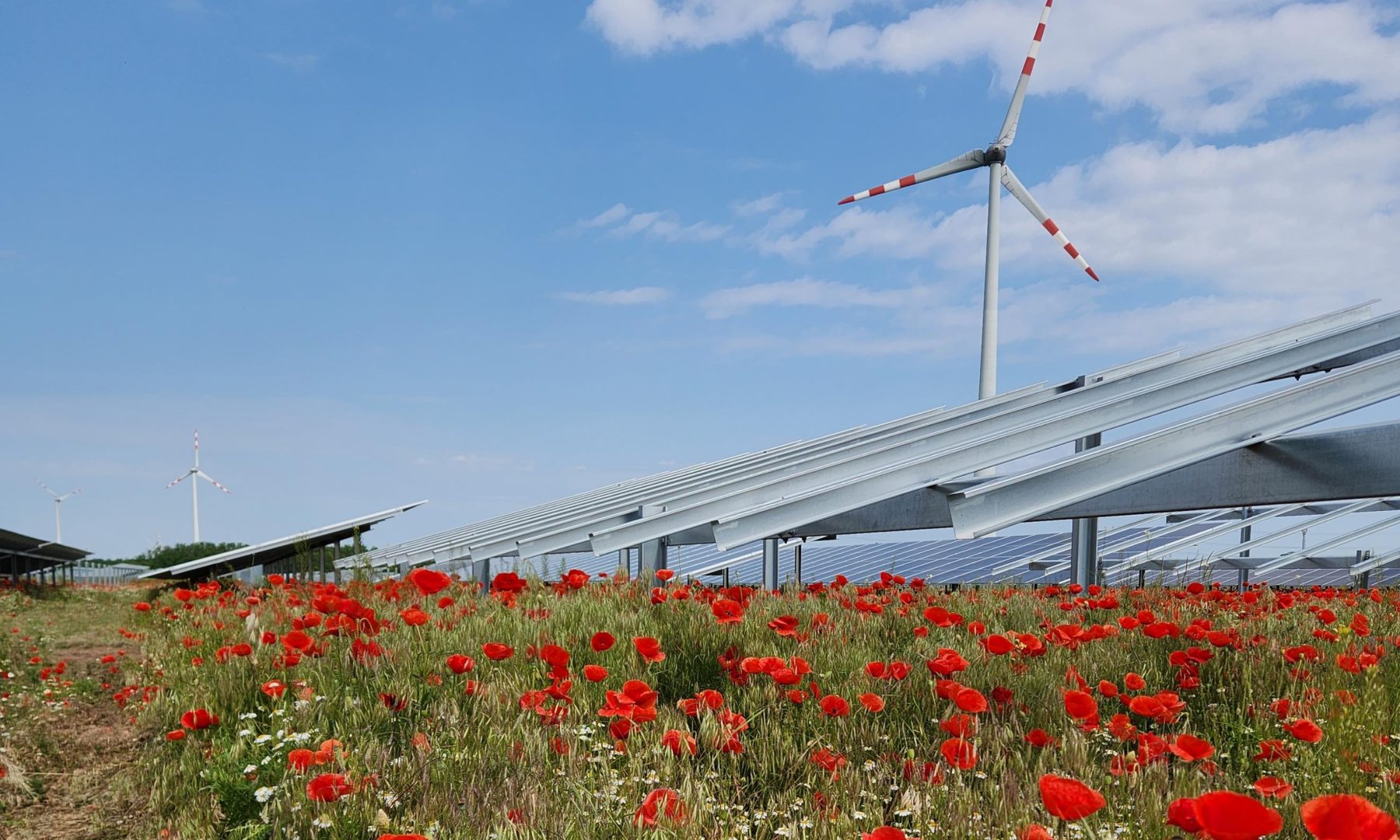 Ein Solarpark in Mitten eines Mohnfeldes