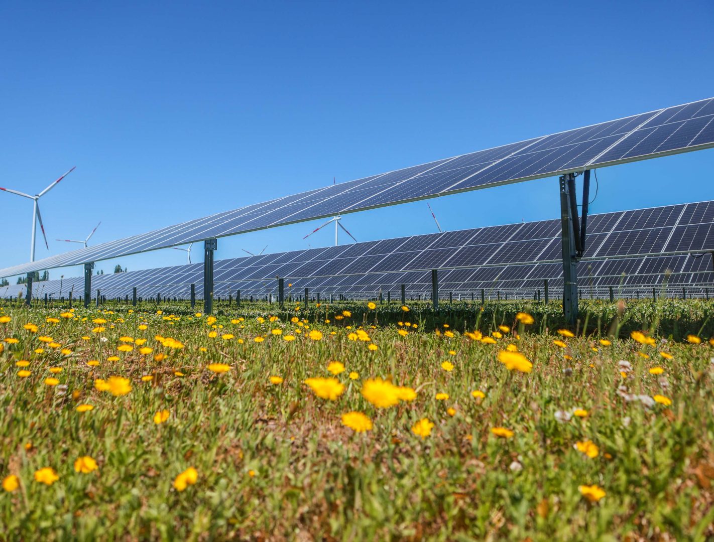 Solarpanele, im Vordergrund eine grünes Feld. So kann Agri-PV aussehen.