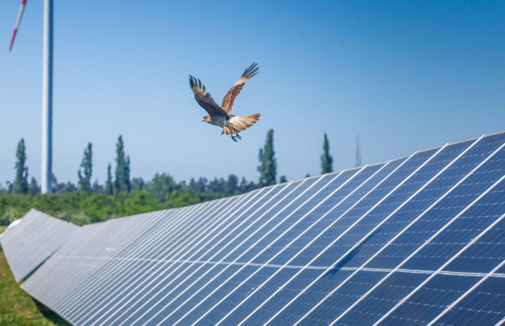 Agri-PV ist ein Weg für Solarparks, die Natur zu unterstützen. Wie hier bei einem unserer Solarparks in Chile