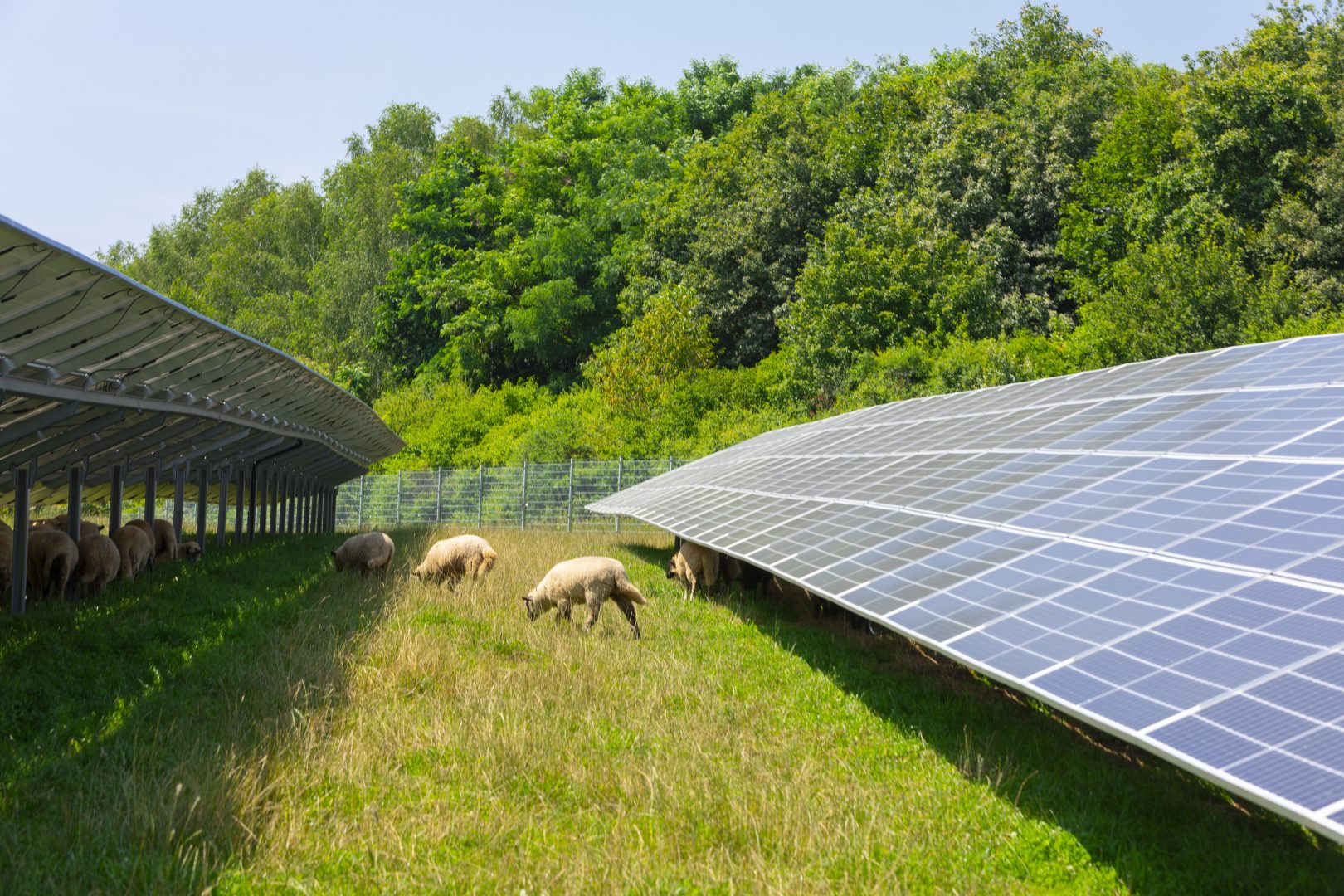 Schafe grasen zwischen den Solarpanelen der Anlage Sunera